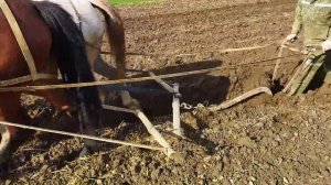 пашем огород парой лошадей