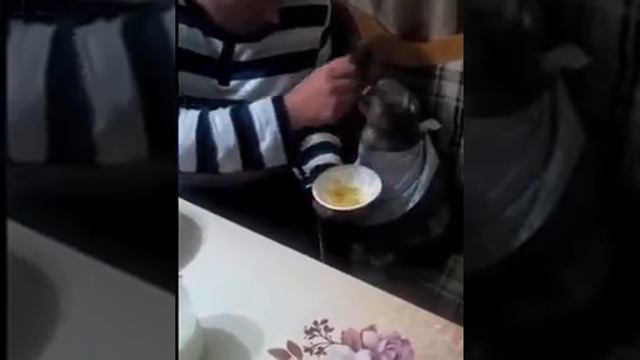 Кот ест по человечески смотреть онлайн