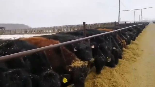 КРС - Абердин-ангусская порода смотреть онлайн