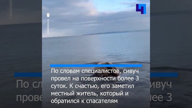 Сотрудники МЧС пришли на помощь сивучу на берегу Охотского моря