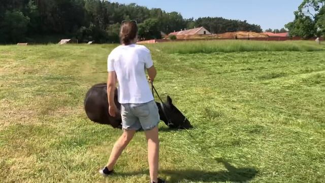 Vlog! Соревнования по конкуру. Первые 110см смотреть онлайн