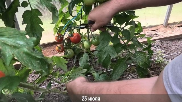 ? Томат Дачник| Один из моих любимых неприхотливых сортов смотреть онлайн