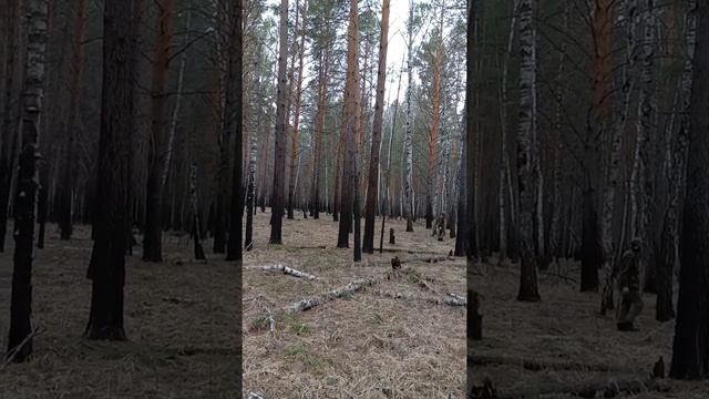 сухая сосна #сухостой #сушина смотреть онлайн