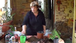 Радермахера Китайская. Лучшие Растения Для Офисов И Начинающих Садоводов