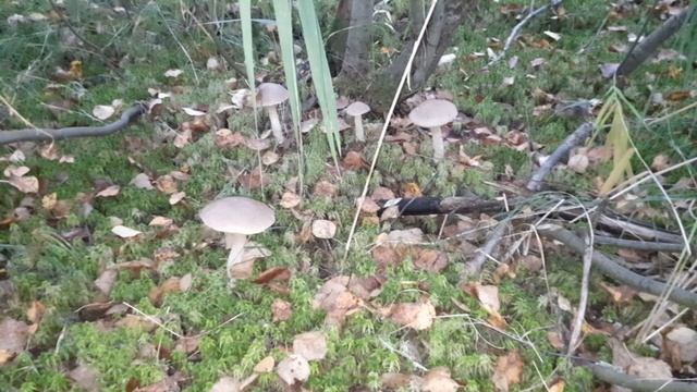 Петергоф, 17.09.2023, 06:30-07:30; подосиновики, подберёзовики, опята.