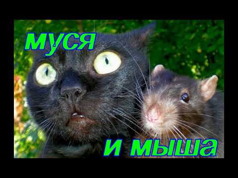 Муся и мыша, спустя полгода. смотреть онлайн