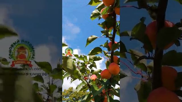 абрикос Триумф Севера смотреть онлайн