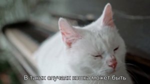 Что означает, когда кошка машет хвостом? Язык жестов