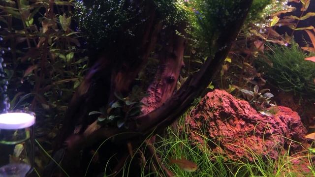 Новые обитатели аквариума. Отоцинклюсы. Креветки "Оранжевая сакура" смотреть онлайн