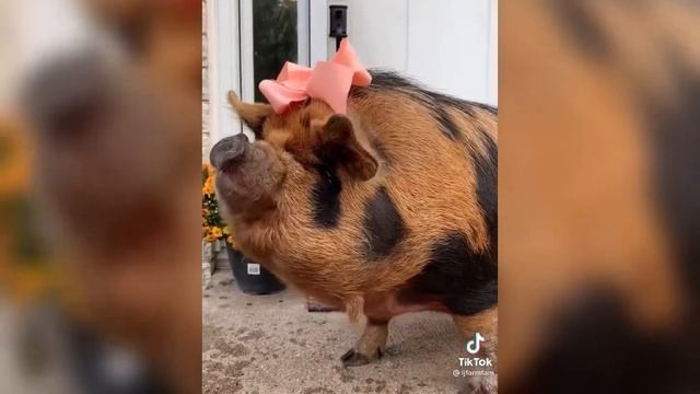 НЕРЕАЛЬНО СМЕШНОЙ КАБАН МЕГА РЖАЧНО смотреть онлайн