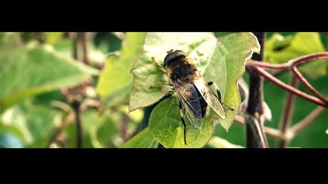 Sony HX60 test clip смотреть онлайн