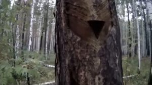 Промышленный сбор смолы (подсочка)