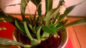 Онцидиум Твинкл _ Уход в домашних условиях _