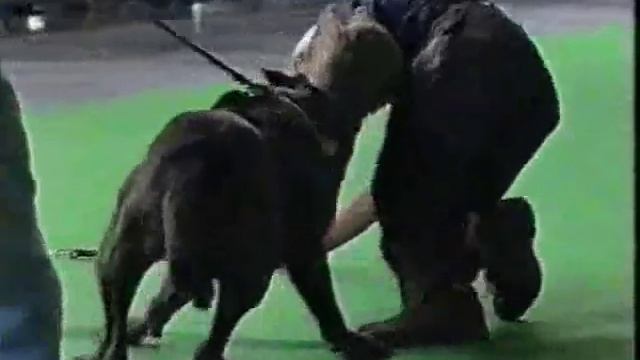 Presa Canario - Ray смотреть онлайн