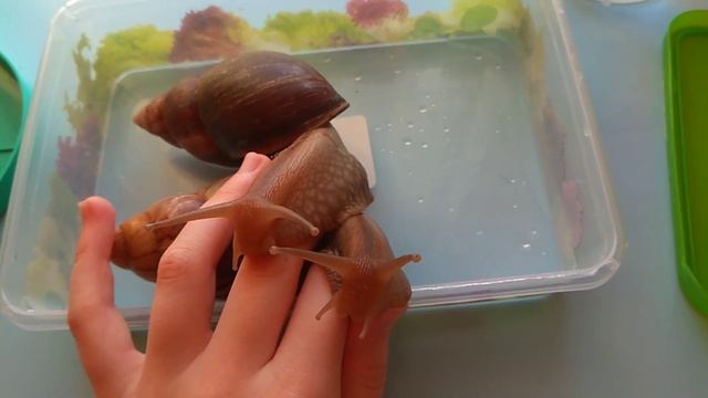 ШОК! Бассейн для улиток!😹😱 смотреть онлайн