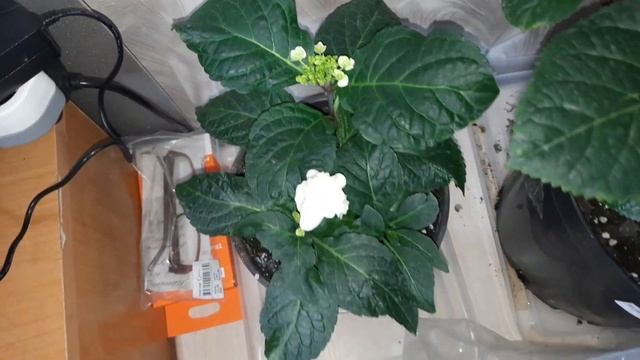 Гортензии в квартире. Влажность в квартире летом. Моя формула содержания гортензии 12.06.23 смотреть онлайн