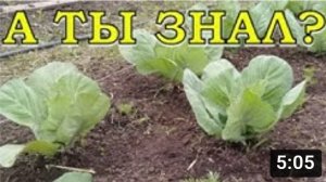 Уход за КАПУСТОЙ в открытом грунте