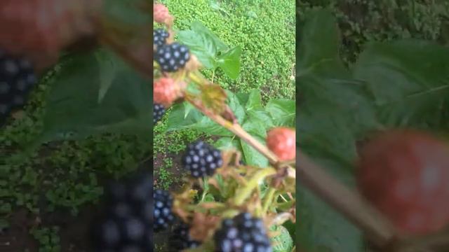 ЕЖЕВИЧКА))) смотреть онлайн