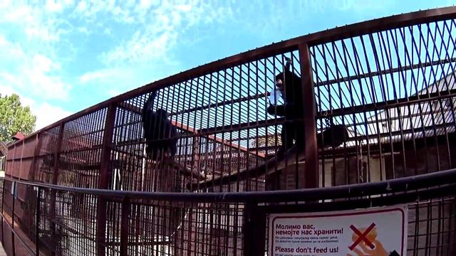 Белградский зоопарк (август 2015) часть-2. The Belgrade zoo. смотреть онлайн