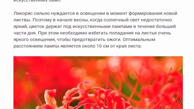 Ликорис чешуйчатый( Lycoris Squamigera).