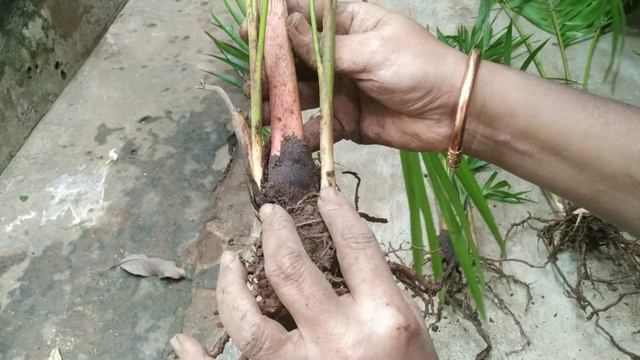 palm arika palm plant grow karne ke tips смотреть онлайн