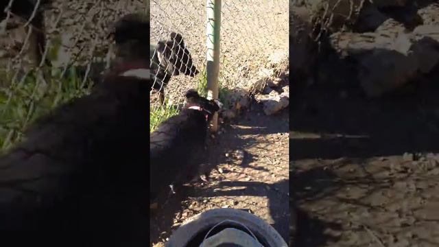 Ева - собачка из приюта смотреть онлайн