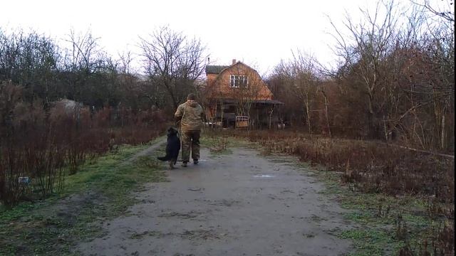 Как правильно приучить немецкую овчарку выполнять команду ко мне! смотреть онлайн