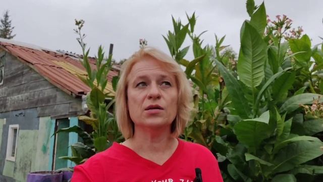 Взаимозаменяемость компонентов в кормах смотреть онлайн