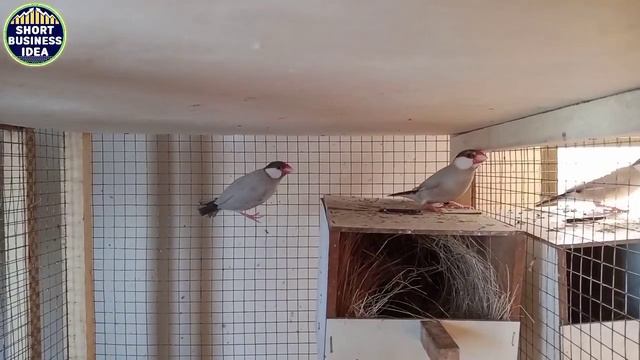 How To Earn With Fawn Java In Pakistan | Fawn Java Future In Pakistan | Java Sparrow | Fawn Java смотреть онлайн