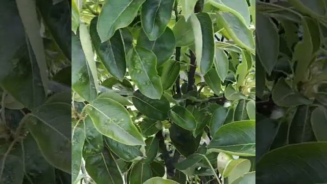 море, цветы (5) смотреть онлайн