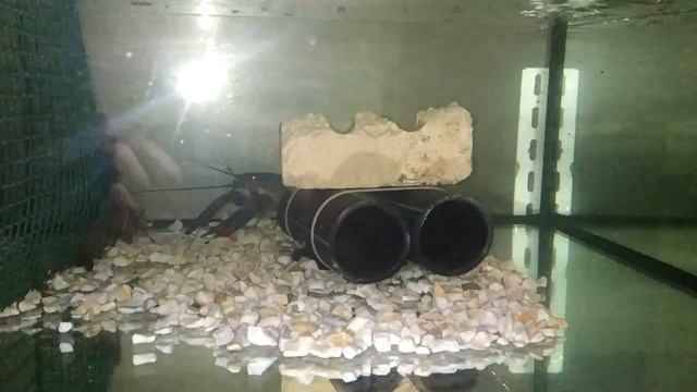 Разведение австралийского рака часть 2, посадка аккр в аквариум смотреть онлайн