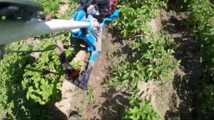 Культиватор Нева МК-100 на прополке и рыхлении междурядий