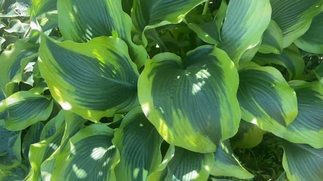 Сад хост в Бийске . Хоста Атлантис. Hosta Garden. Hosta Atlantis. Biysksadhost. Hosta Garden Tour