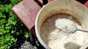 Самая главная и важная подкормка КЛЕМАТИСОВ  весной.