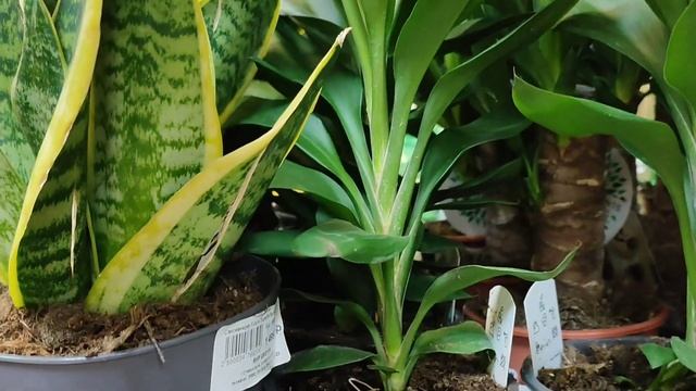 12.12.23.Мир цветов. Немного красоты ? смотреть онлайн