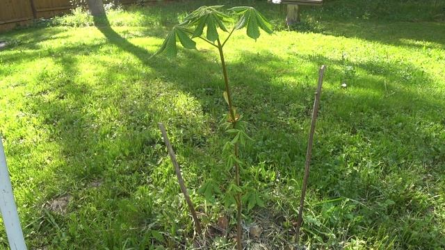 Саженец каштана весной второго года.. смотреть онлайн