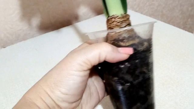 Как заставить гиппеаструм цвести. смотреть онлайн