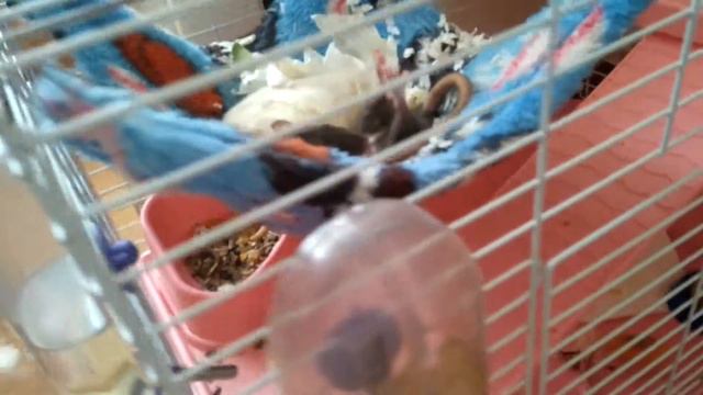 Василиса спит на спине вытянув задние лапы смотреть онлайн