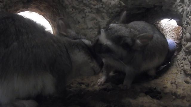 巣穴の中でご挨拶するビスカーチャの大人と子供 Plains viscacha 2018 0817 смотреть онлайн