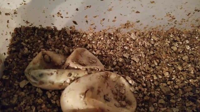 2018 Ball Python Clutch #2 is Hatching! - Part 2 смотреть онлайн