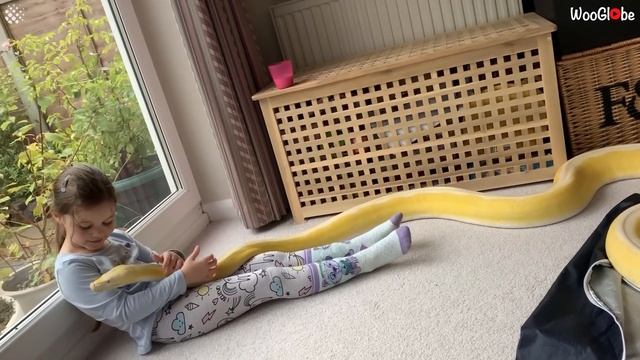 Little Girl Loves Relaxing With Her GIANT Pet Pythons смотреть онлайн
