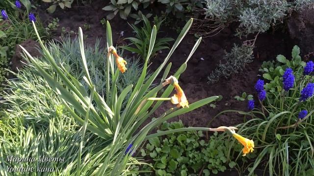 Нарциссы в период цветения. смотреть онлайн