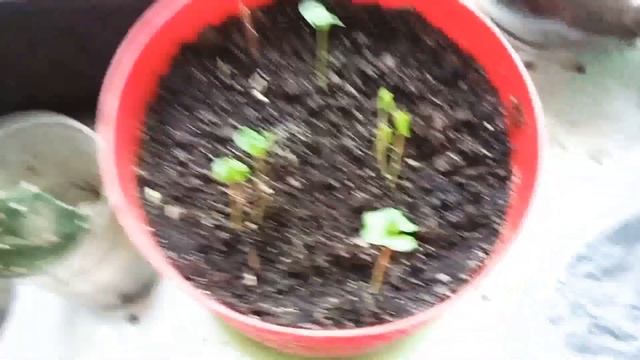 ??Итоги выращивания граната за 10 дней на? подоконнике. смотреть онлайн