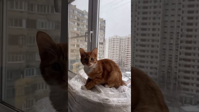 8 месяцев без моего рыжего малыша… смотреть онлайн