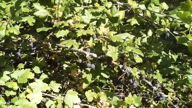 ☼Крыжовник чёрный принц смотреть онлайн