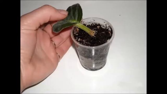 ФИАЛКА. Королева Красоты. Домашняя Фиалка. Комнатное Растение Фиалка