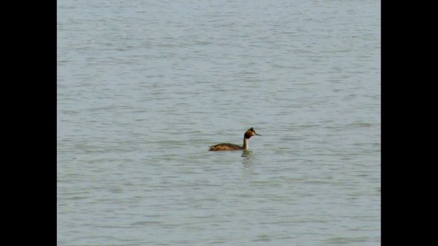Бакланы, Аисты, Чомги, Белые цапли, Пеликаны смотреть онлайн
