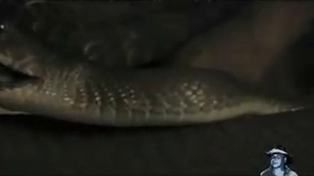 Black Mamba Attack, Mamba vs Mice смотреть онлайн