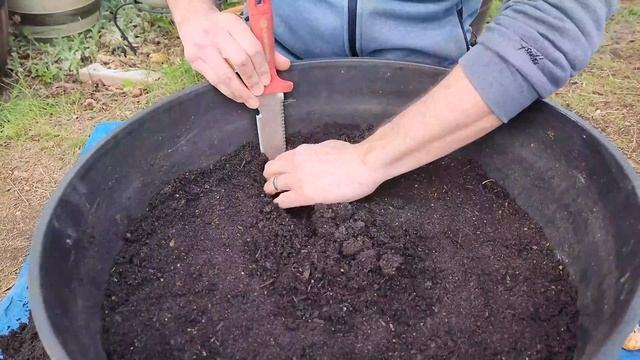 Gladiolus Lovers: Plant Gladiolus Bulbs in Containers the Right Way ✨? смотреть онлайн