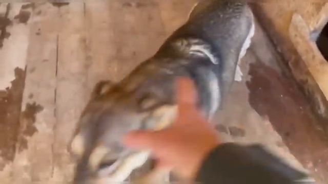 У собак приюта нет ни пенсий, ни пособий… но могут быть финкураторы! Приют для животных смотреть онлайн